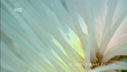 Tube anemone filmed at Raja Ampat Islands, Western Papua.... by Pawel Achtel 